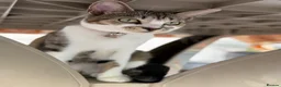 Domestic Shorthair cats for sale: Female Cat Our lucky queen  - Advert 1
