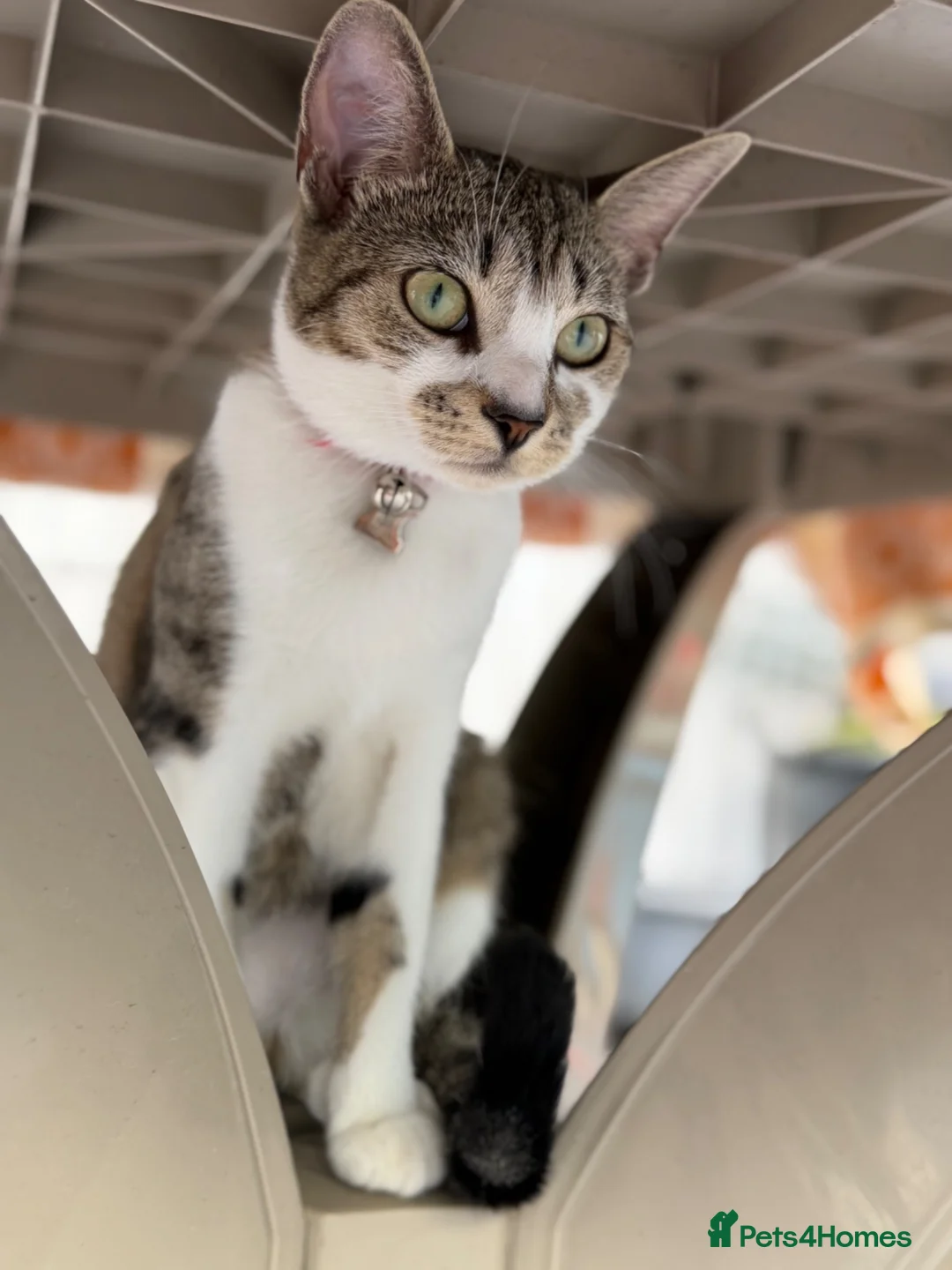 Domestic Shorthair cats for sale: Female Cat Our lucky queen  - Advert 1
