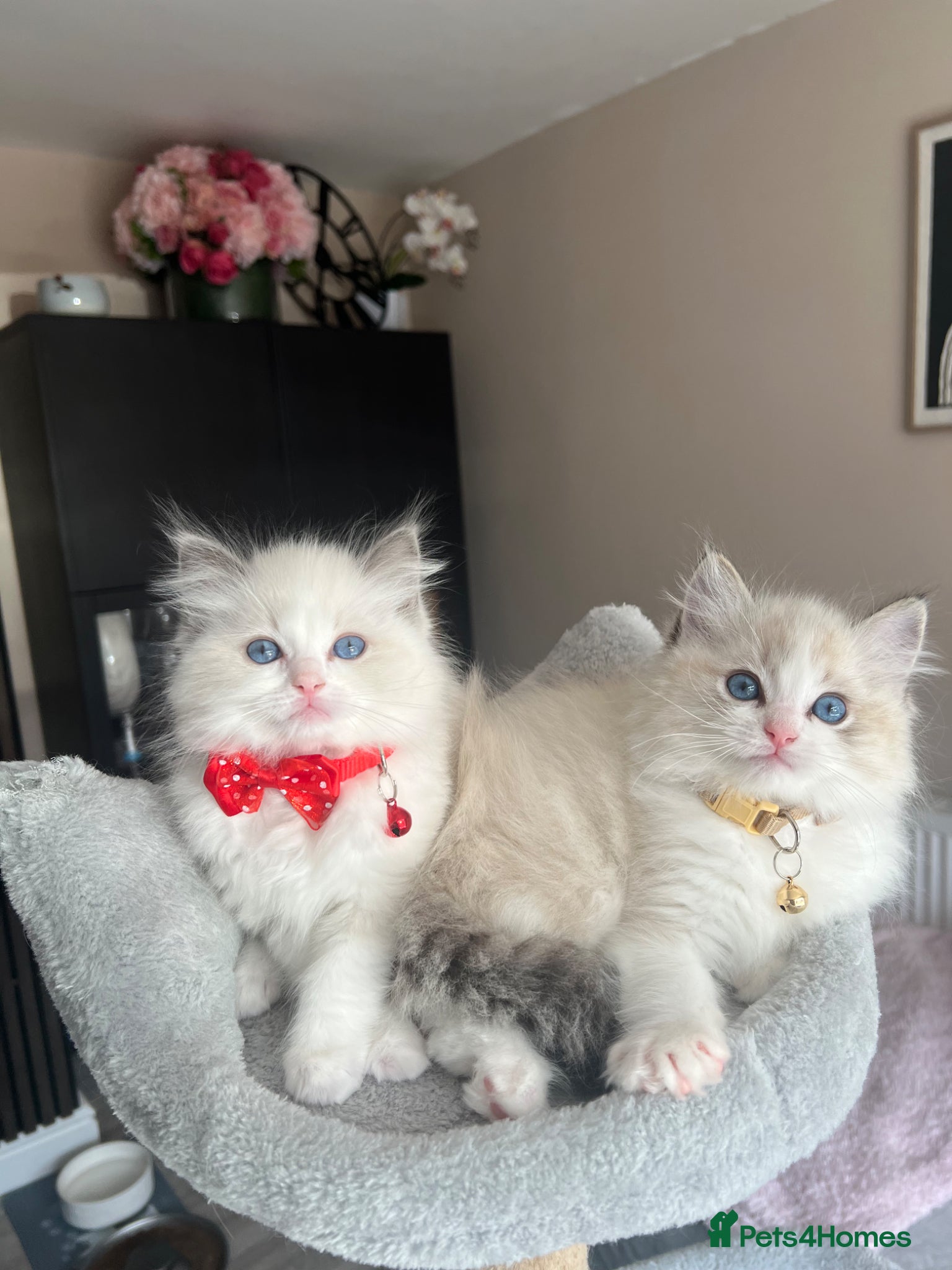 Ragdoll cats Registered Ragdoll kittens for sale - Advert 2