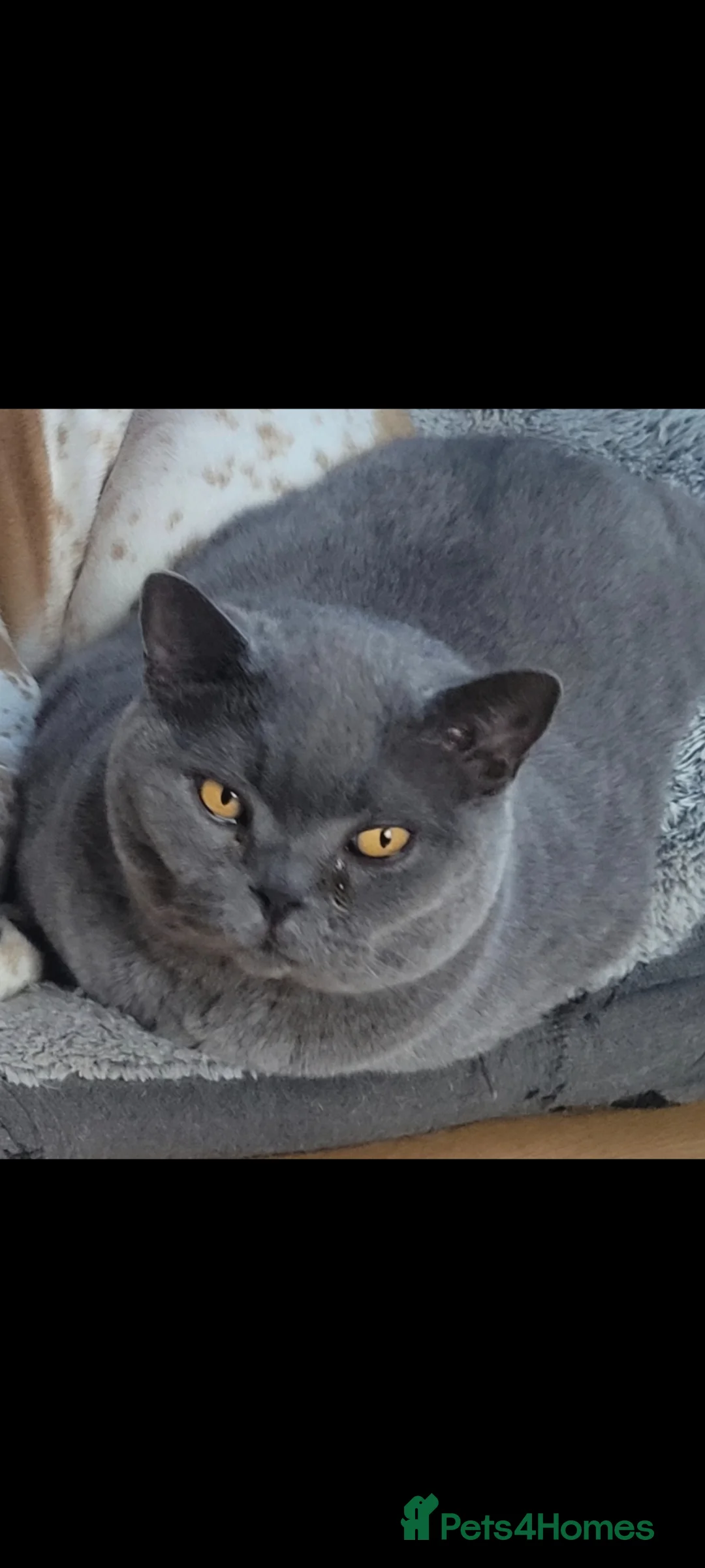 British Shorthair cats for sale: Loving British Shorthair Cat 7yo, GCCF registered  - Advert 5