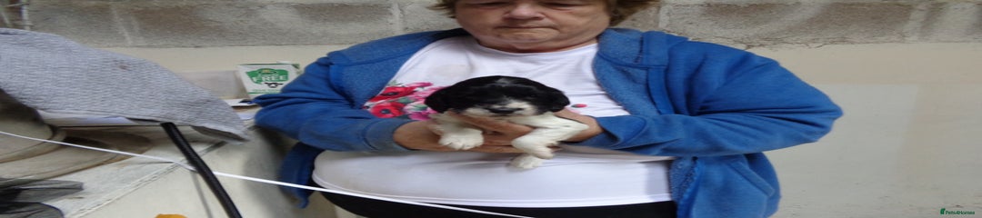 English Springer Spaniel Puppy 1