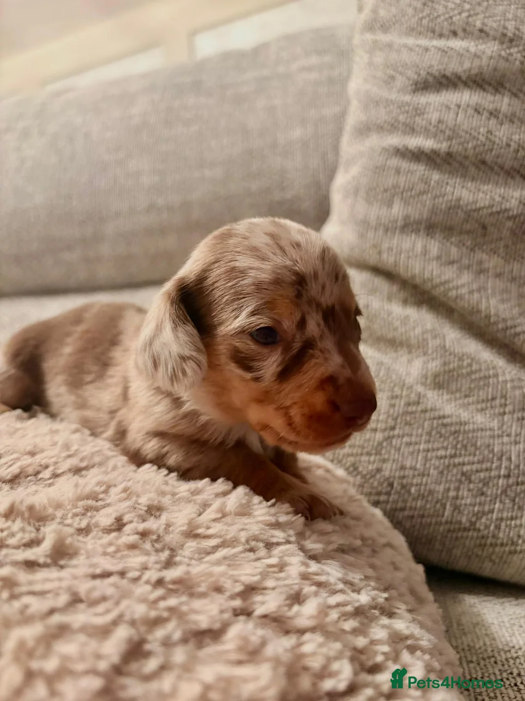 Miniature Dachshund dogs for sale: Miniature dachshund  - Advert 3