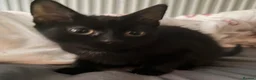 Mixed Breed cats for sale: Two beautiful kittens  - Advert 3