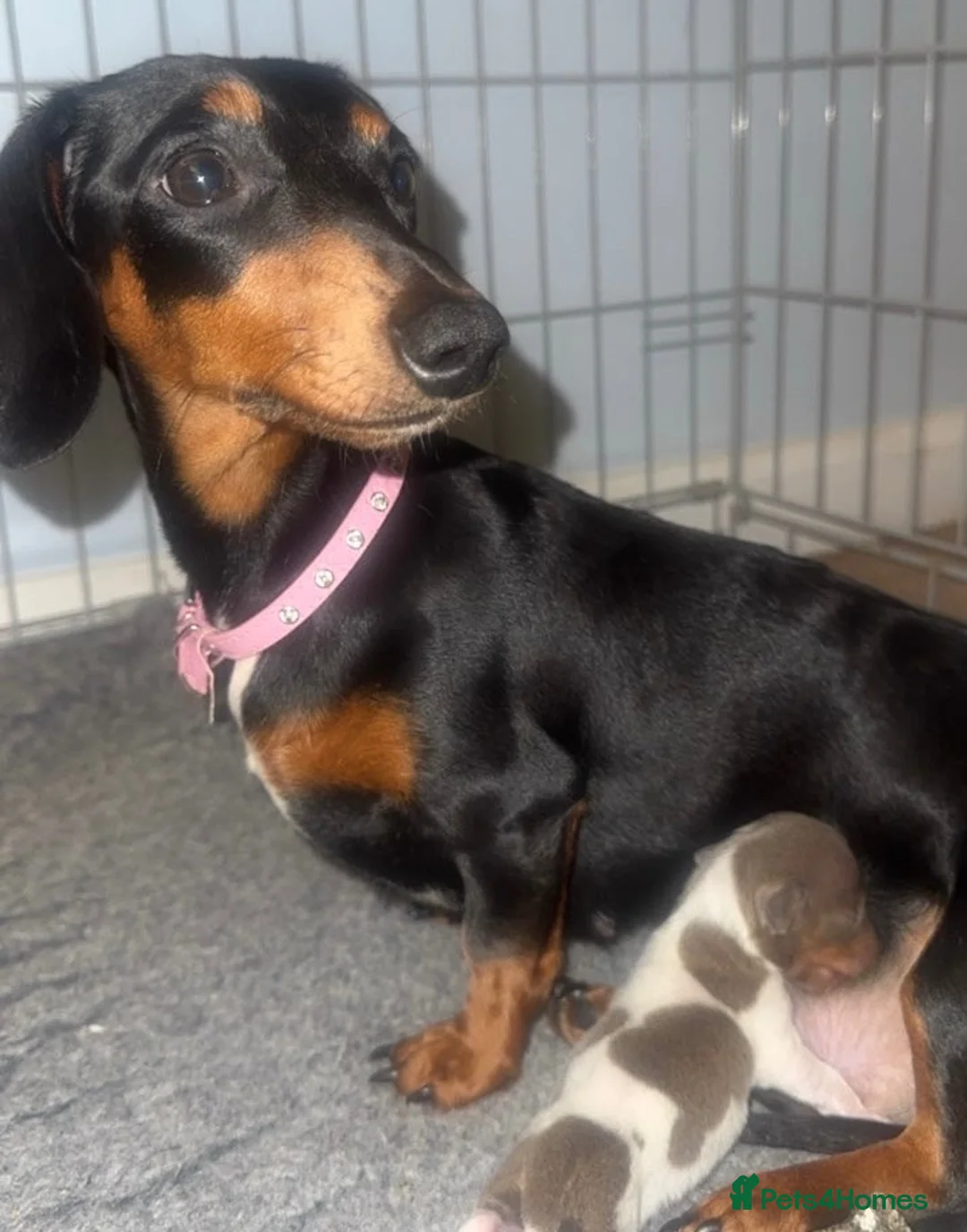 Miniature Dachshund dogs for sale: Beautiful miniature dachshund little girl - Advert 2