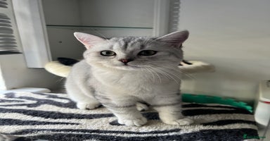 British Shorthair cats - Advert 2