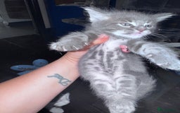 Maine Coon cats for sale: READY NOW Maine coon kittens  - Image 30