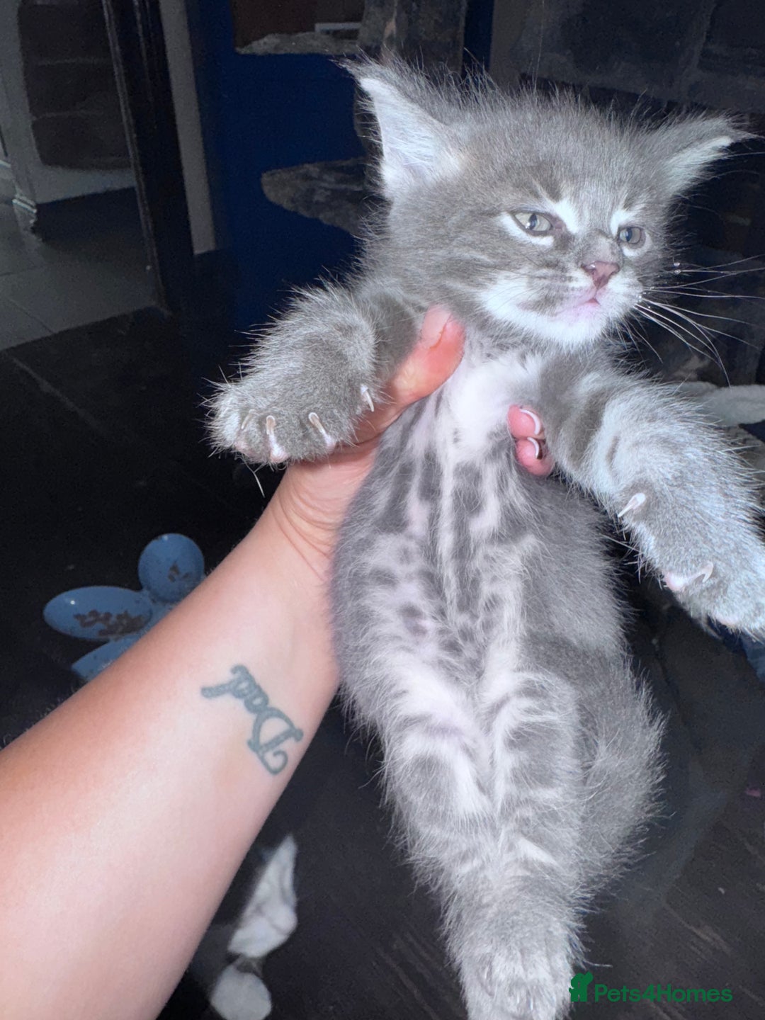 Maine Coon cats for sale: READY NOW Maine coon kittens  - Image 30
