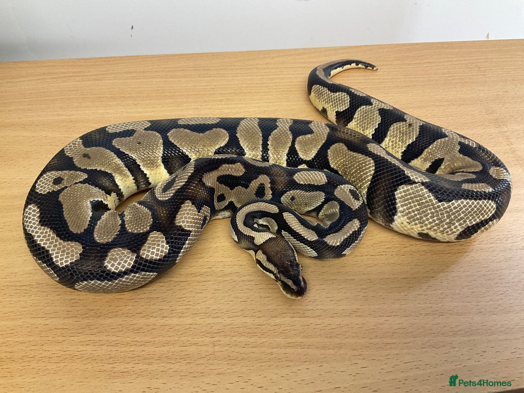 Python Snake reptiles for sale: Royal Pythons  - Image 18