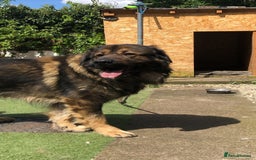 Caucasian Shepherd Dog dogs for sale: Caucasian shepherd puppies titan bloodline  - Image 3