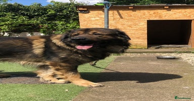 Caucasian Shepherd Dog dogs - Advert 15