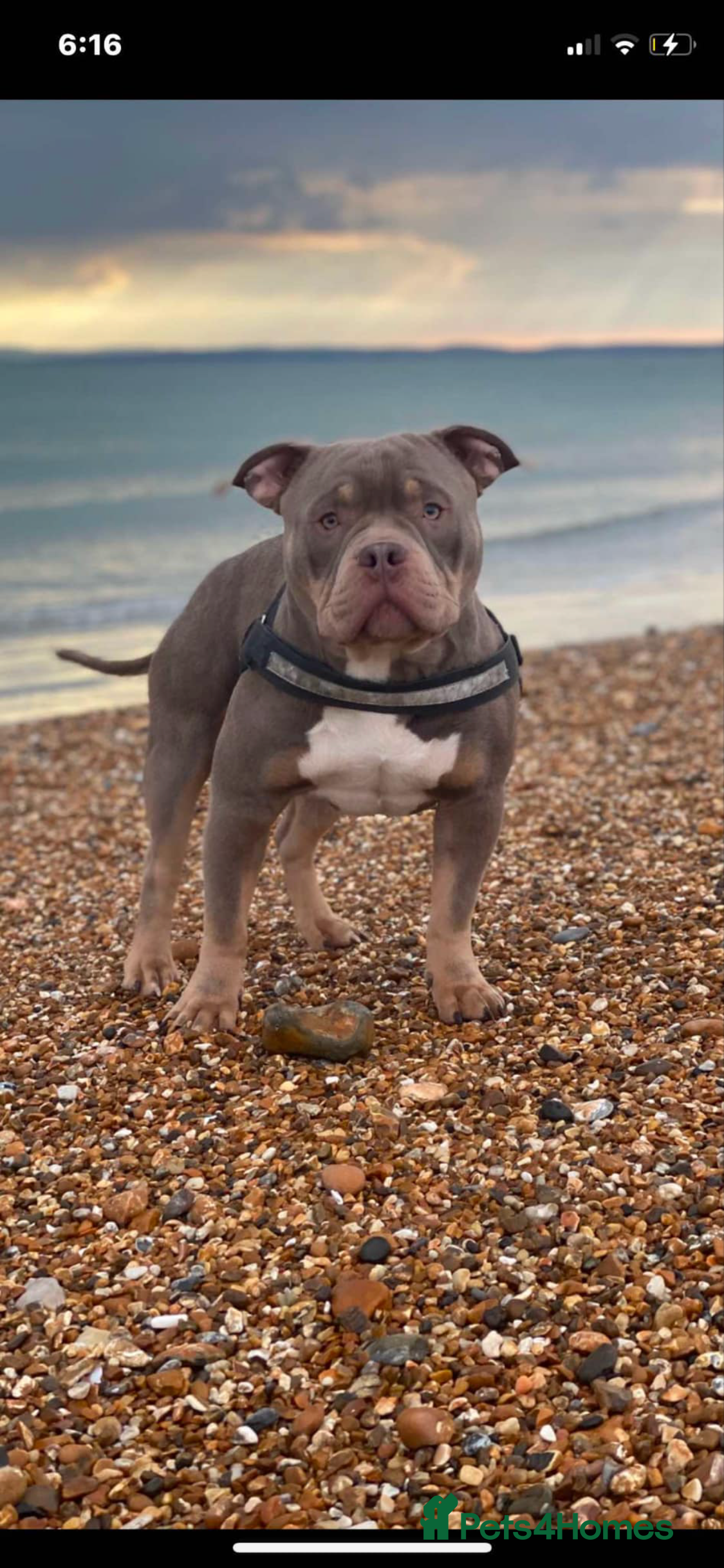 American Bully dogs ABKC REGISTERED POCKET BULLY STUD in Waterlooville - Advert 6