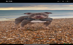 American Bully dogs for stud: ABKC REGISTERED POCKET BULLY STUD in Waterlooville - Image 2
