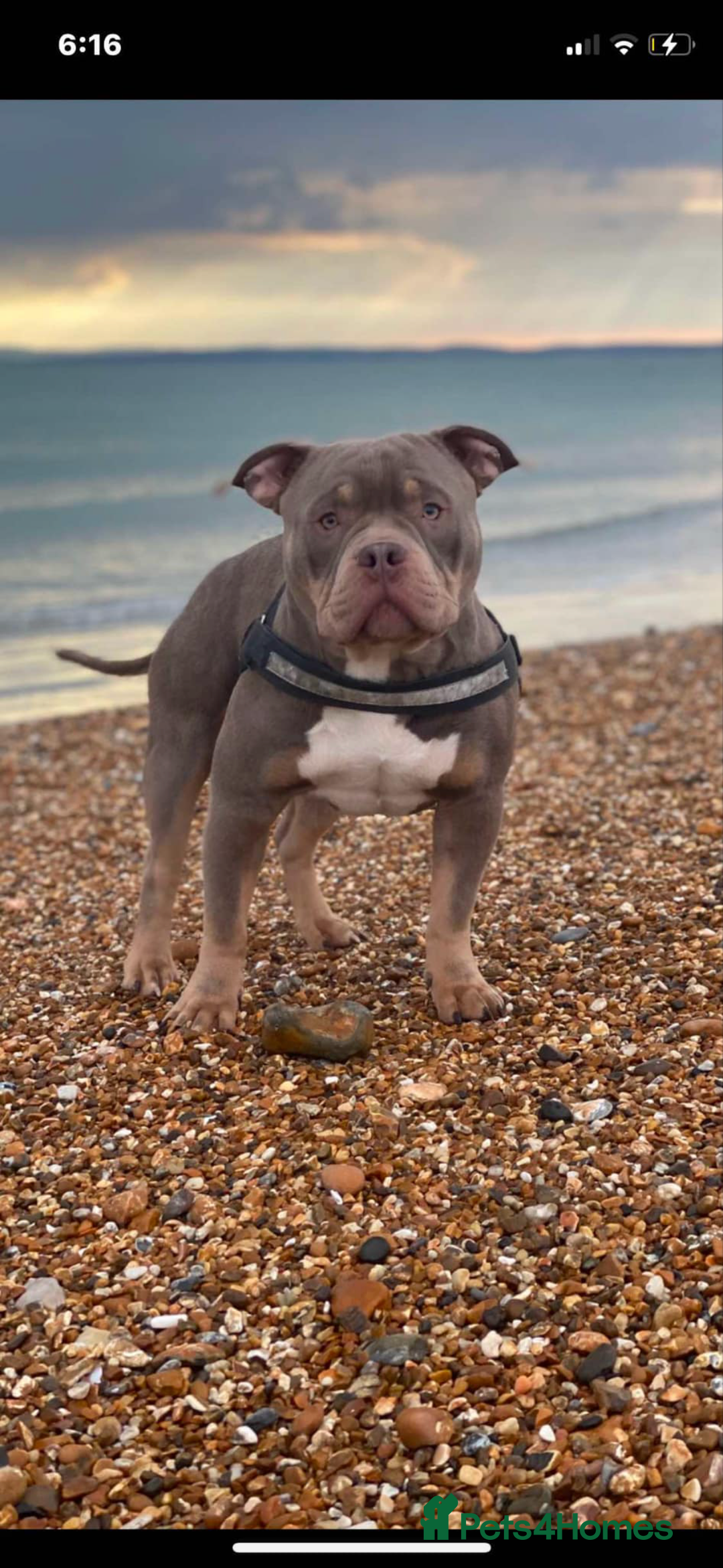 American Bully dogs for stud: ABKC REGISTERED POCKET BULLY STUD in Waterlooville - Image 2