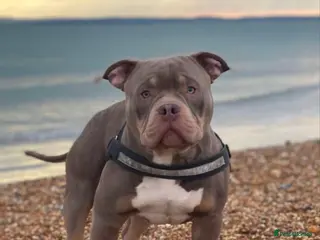 American Bully dogs ABKC REGISTERED POCKET BULLY STUD in Waterlooville - Advert 1