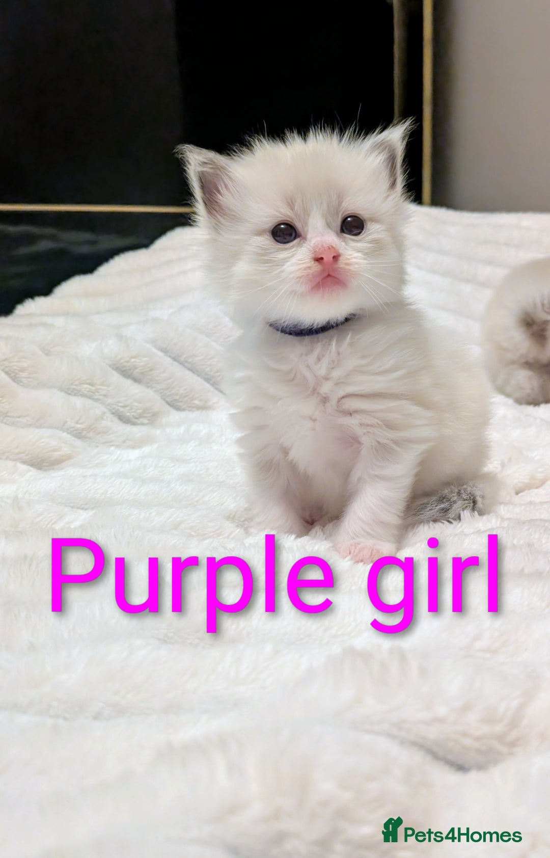 Ragdoll cats for sale: 5 beautiful kittens pure Ragdoll  - Advert 7