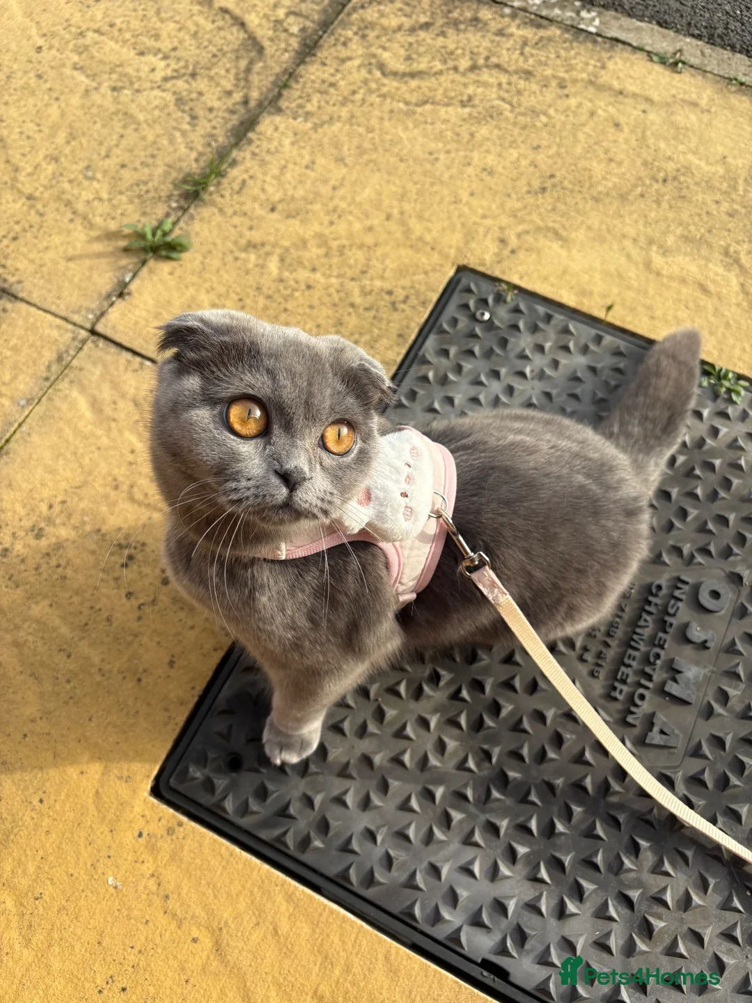 British Shorthair cats for sale: Blue & Lilac BSH Mix Kittens – Fold & Straight - Advert 13
