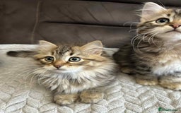 Siberian cats for sale: Purebred- Hypoallergenic Siberian Kittens - Image 16