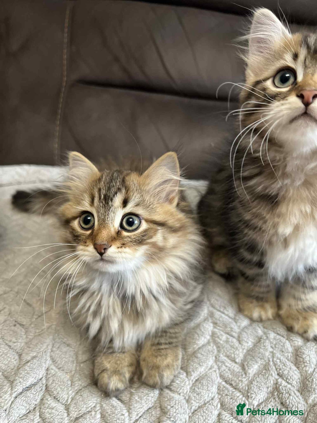Siberian cats for sale: Purebred- Hypoallergenic Siberian Kittens - Image 16