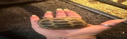 Tortoise reptiles for sale: Horsfield tortoises  - Advert 4
