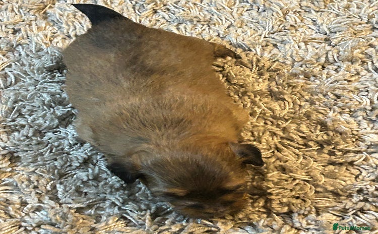 Havanese dogs - Advert 1