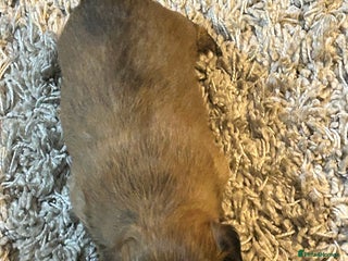 Havanese dogs - Advert 1