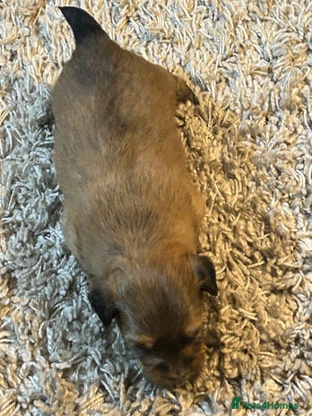 Havanese dogs - Advert 1