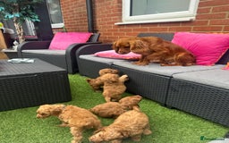 Cockapoo dogs for sale: READY NOW red cockapoos  - Image 14