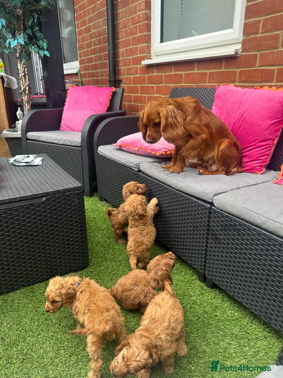 Cockapoo dogs for sale: READY NOW red cockapoos  - Image 14