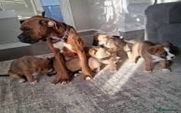 Boxer dogs for sale:  Male and female Boxer puppy for sale  - Image 5
