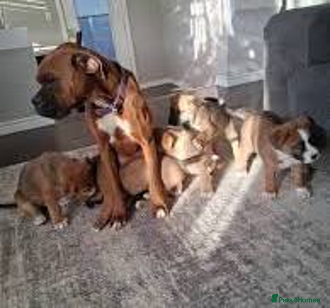 Boxer dogs for sale:  Male and female Boxer puppy for sale  - Image 5