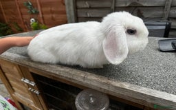 Mini Lop rabbits for sale: White mini lop  - Image 2
