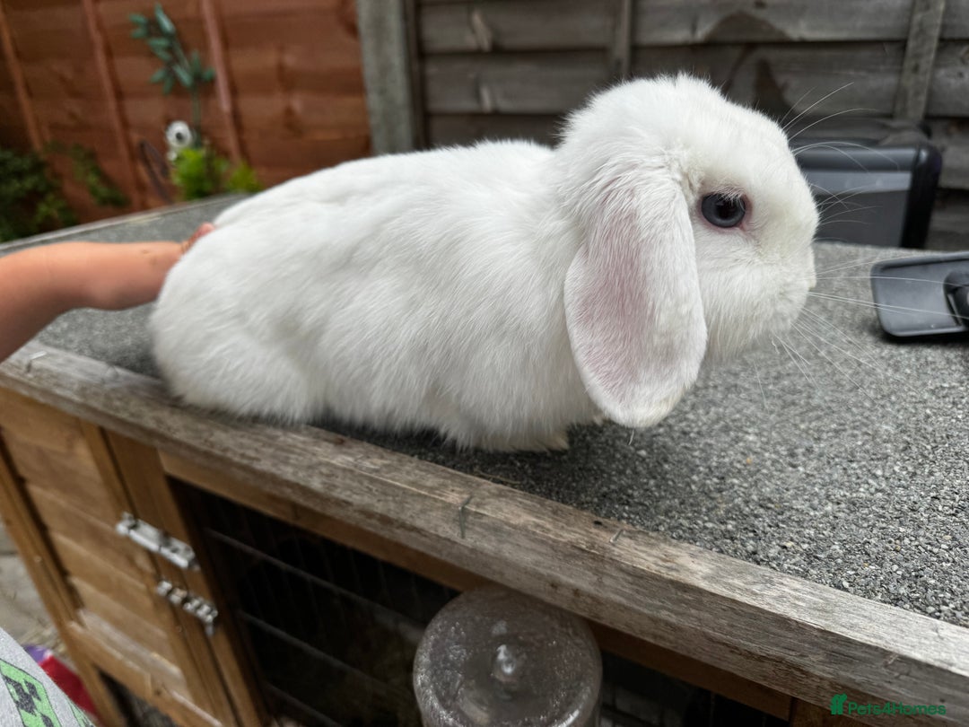 Mini Lop rabbits for sale: White mini lop  - Image 2