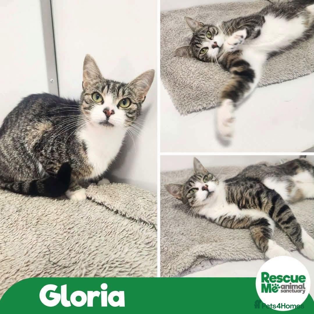 Mixed Breed cats Gloria  - Advert 3
