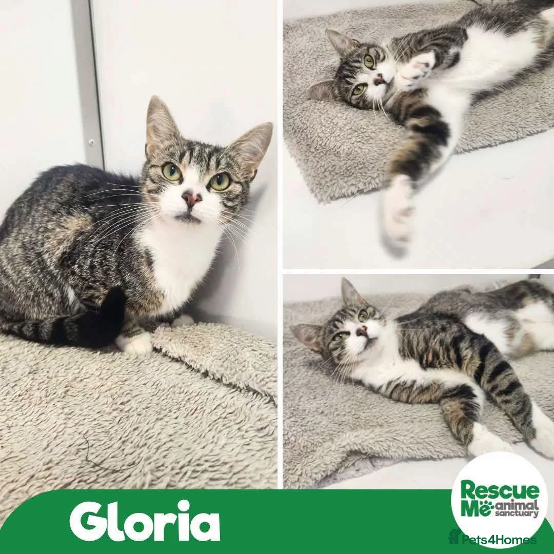 Mixed Breed cats for adoption: Gloria  - Advert 1