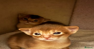 Abyssinian cats Two Abyssinian kittens !!! - Advert 7