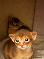 Abyssinian cats Two Abyssinian kittens !!! - Advert 3