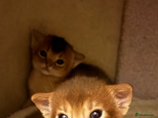 Abyssinian cats Two Abyssinian kittens !!! - Advert 6