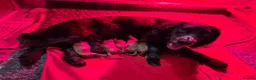 Cocker Spaniel dogs for sale: KC Cocker spaniel puppies - Advert 2