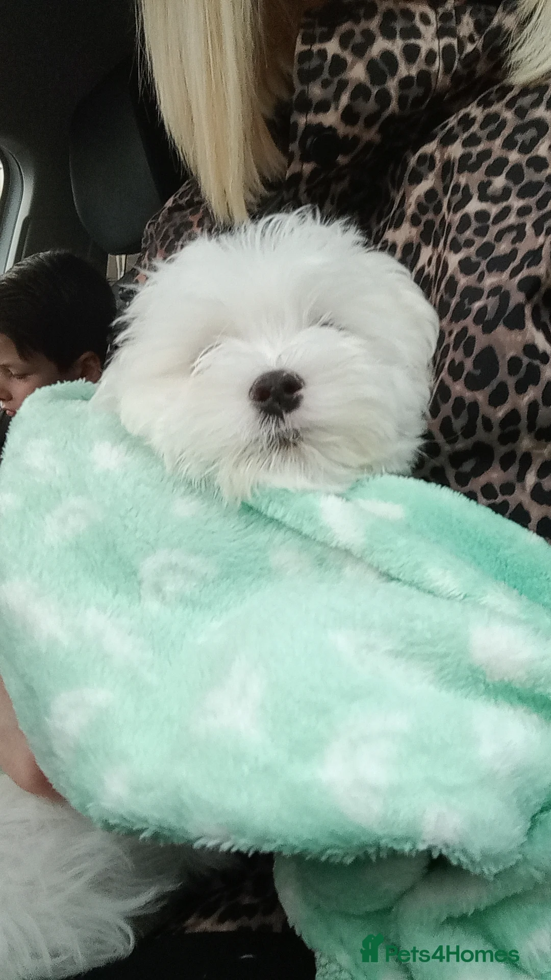 Maltese dogs for sale: Beautiful Maltese Boy Hypoallergenic - Advert 3