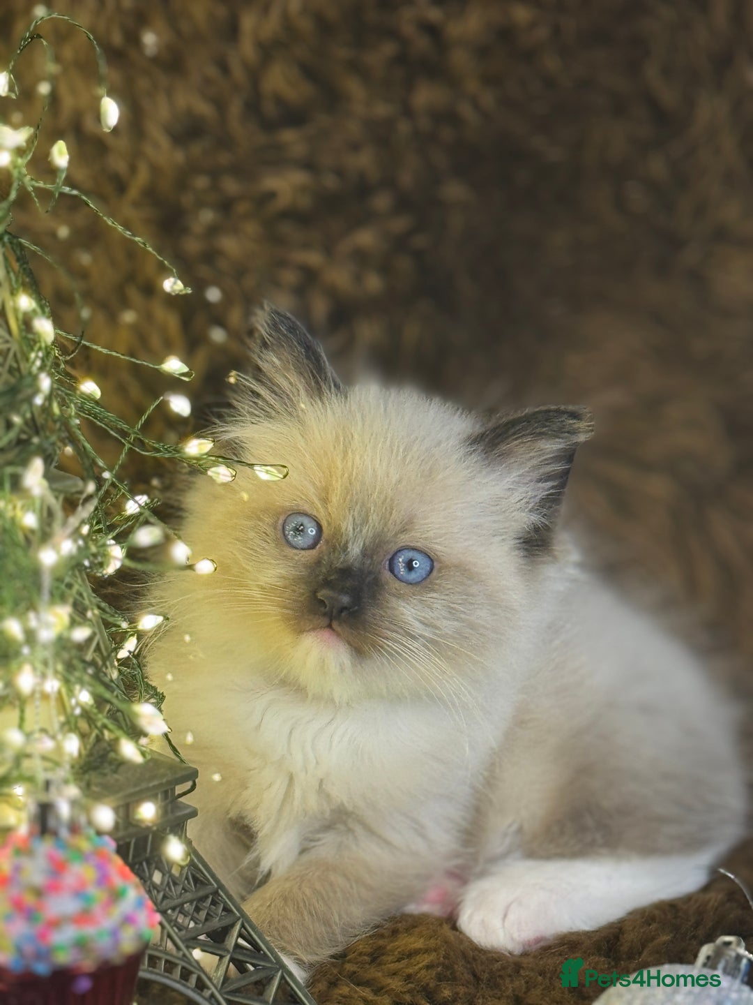 Ragdoll cats for sale: GCCF Pure Ragdoll Seal/Blue Point Lynx Mitted - Advert 10