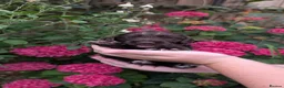 Sprocker dogs for sale: 7 beautiful sprockers - Advert 2