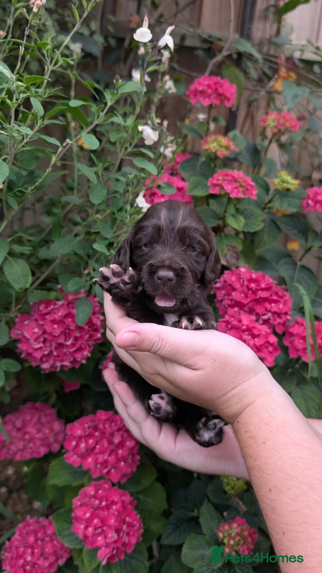 Sprocker dogs for sale: 7 beautiful sprockers - Advert 2