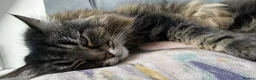 Mixed Breed cats for sale: Beautiful Girl searching for a loving home - Advert 5