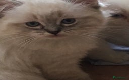 Ragdoll cats for sale:  Ragdoll Kittens HCM and PKD genes clear - Image 5