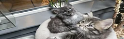 Maine Coon cats for sale: Large Maine Coon kittens regd European bloodline - Advert 12