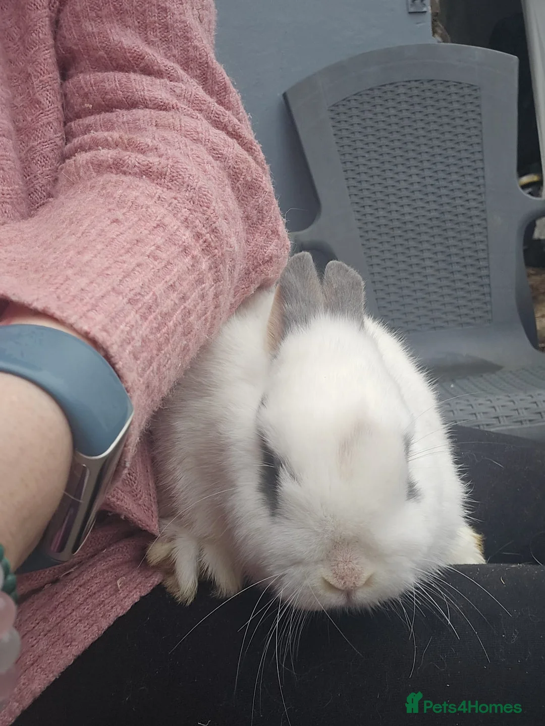 Mixed Breed rabbits for sale: English Spot Baby Bunnies  - Advert 2