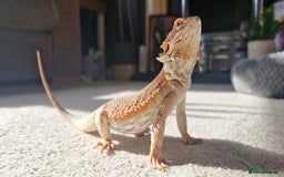 Bearded Dragon reptiles for sale: Bearded dragon - Advert 2