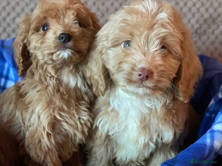 Cockapoo dogs Adorable cockapoo pups - Advert 18