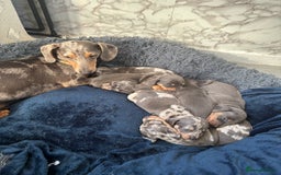 Dachshund dogs for sale: 7 beautiful dachshund baby’s  - Image 16