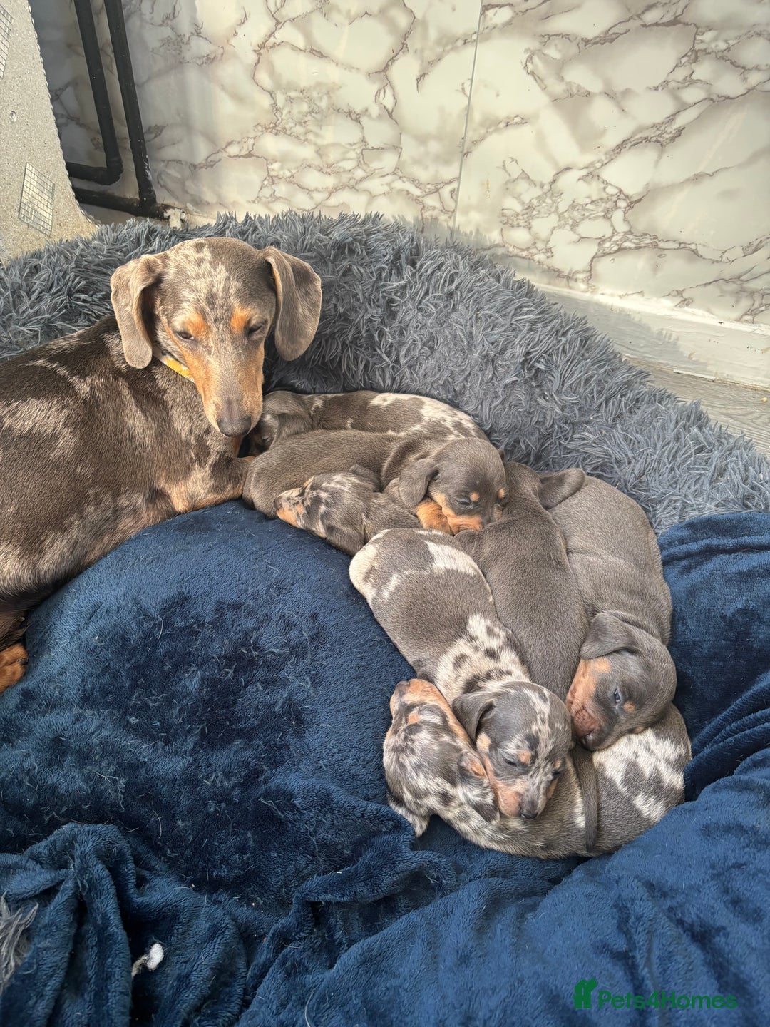 Dachshund dogs for sale: 7 beautiful dachshund baby’s  - Image 16